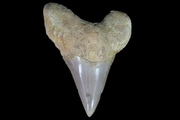 Otodus Shark Tooth Fossil - Eocene #67176